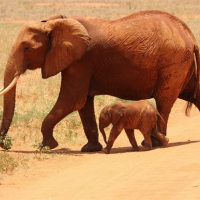 Animals Jigsaw Puzzle - Elephants