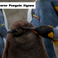 Emperor Penguin Jigsaw