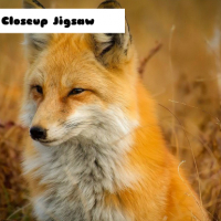 Fox Closeup Jigsaw