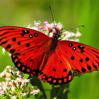 Nature Jigsaw Puzzle - Butterfly