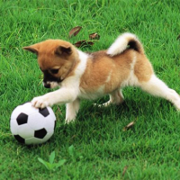 Playful Puppy Outdoor Puzzle